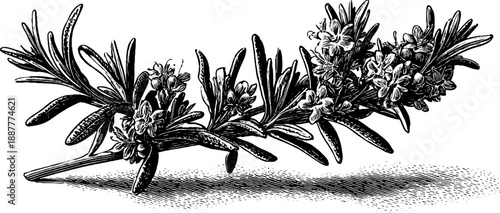 Vintage botanical engraving of rosemary branch with flowers for design projects
