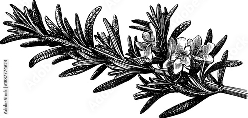 Vintage botanical engraving of rosemary branch with flowers from the 19th century