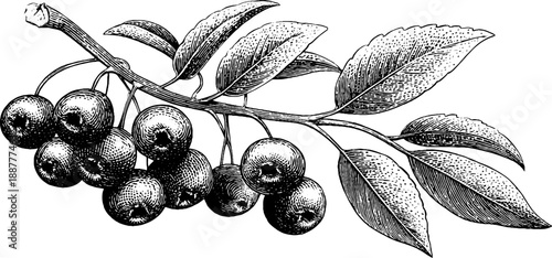 Vintage botanical sketch of rowan branch with berries and leaves for design
