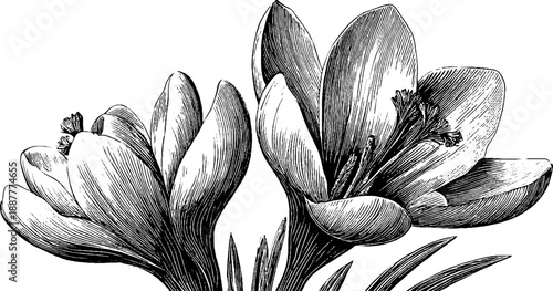 Vintage saffron crocus flower with stigmas botanical engraving for herbal design
