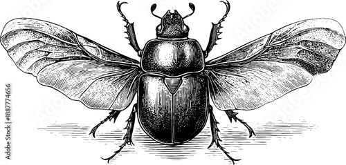 Vintage scarab beetle botanical illustration - hand-drawn specimen art for design