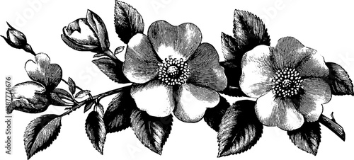 Vintage botanical engraving of wild roses - scientific illustration for design and decoration