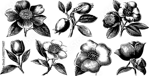 Vintage botanical illustration of flowers: scientific engraving reference plate for botanical studies