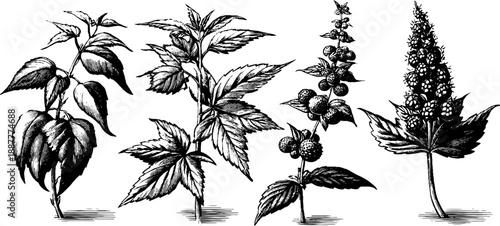 Vintage botanical diagrams from scientific notebook - engraved plant illustrations for design and print