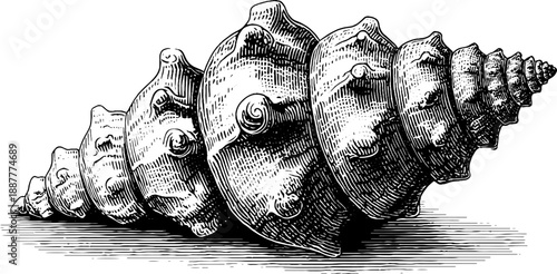 Vintage spiral sea shell engraving from 19th century botanical collection