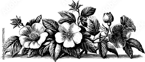 Vintage botanical engraving of flower arrangement for reference or design projects