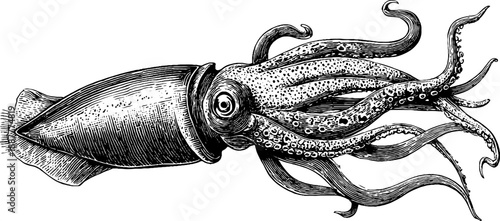 Vintage squid marine specimen illustration for botanical design