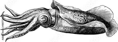 Vintage squid illustration – marine specimen engraving for botanical design projects