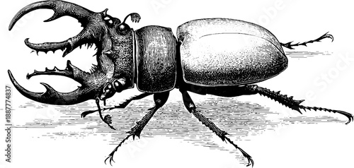Vintage stag beetle anatomical study engraving for botanical design