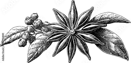 Vintage star anise botanical illustration engraved design for herbal recipes and decor