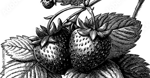 Vintage botanical engraving of strawberry plant with fruit - 19th century style design for art and decor