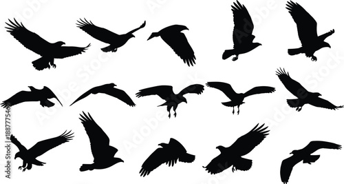 Flying bird silhouettes collection showing raptors and seabirds in multiple wing positions, black wildlife vector illustrations isolated on white background for nature, freedom, and graphic design use