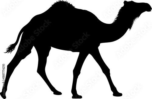 Camel walking silhouette desert wildlife nature illustration dromedary animal vector design element