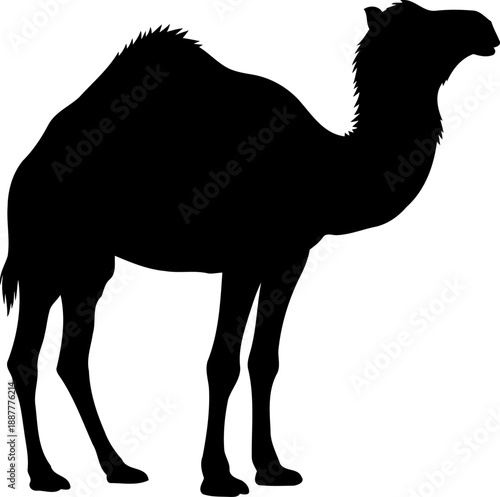 Camel standing silhouette desert wildlife nature illustration dromedary animal vector graphic side view profile