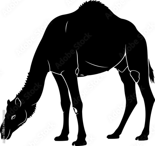 Camel grazing with head down silhouette desert wildlife nature illustration dromedary animal vector graphic side view