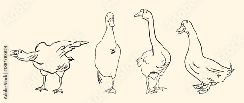 Goose Set Line Art in Vintage Farm Style