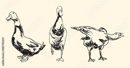 Vintage Goose Line Art