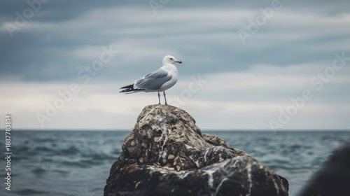 A seagull stands on a rock by the ocean. The sky is overcast with gray clouds. The water is calm and reflects the cloudy sky.