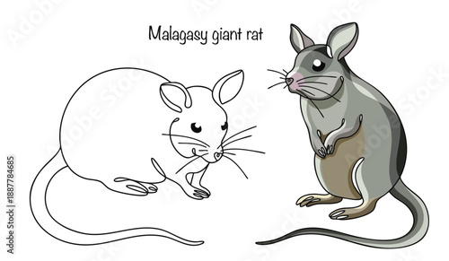 Malagasy giant rat