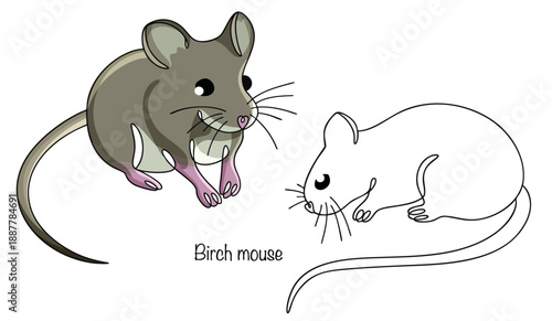 Birch mouse