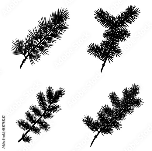 Pine branches in various arrangements on a white background  