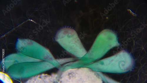 Colony of Stentor ciliates attached to the substrate with one free-swimming ciliate nearby under 100x darkfield microscopy. Detailed 4k microscopic view of protozoan behavior.