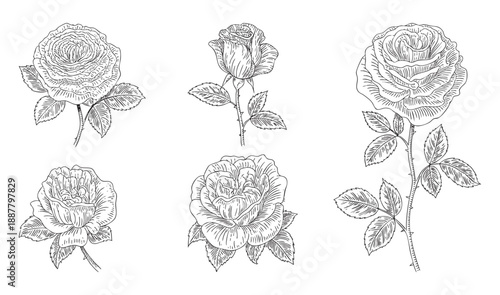 Vintage rose flowers with classic ink engraving style.