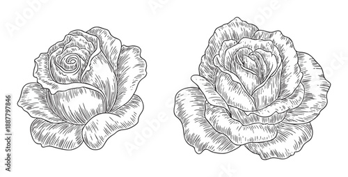 Vintage rose flowers with classic ink engraving style.
