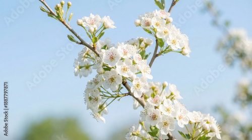 Delicate white hawthorn blossoms unfurl against a clear blue sky in springtime