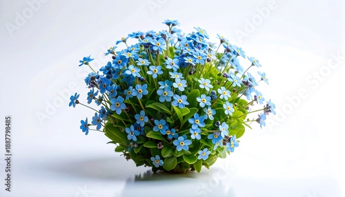 Close-up of a vibrant cluster of tiny blue flowers with yellow centers against a white backdrop