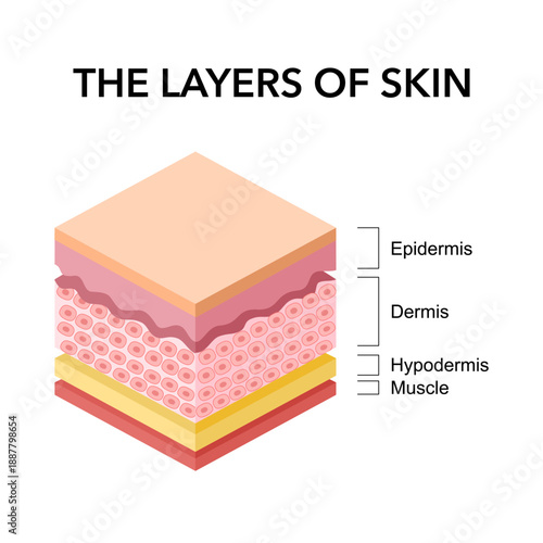 Normal Human Skin Split Layers Cube with Muscle, physical structure of skin anatomy Illustration diagram, health science biology and dermatology vector
