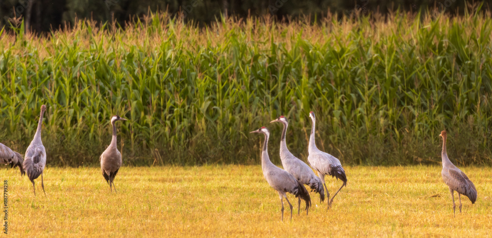Obraz premium Cranes(Grus grus) in summertime sunset light
