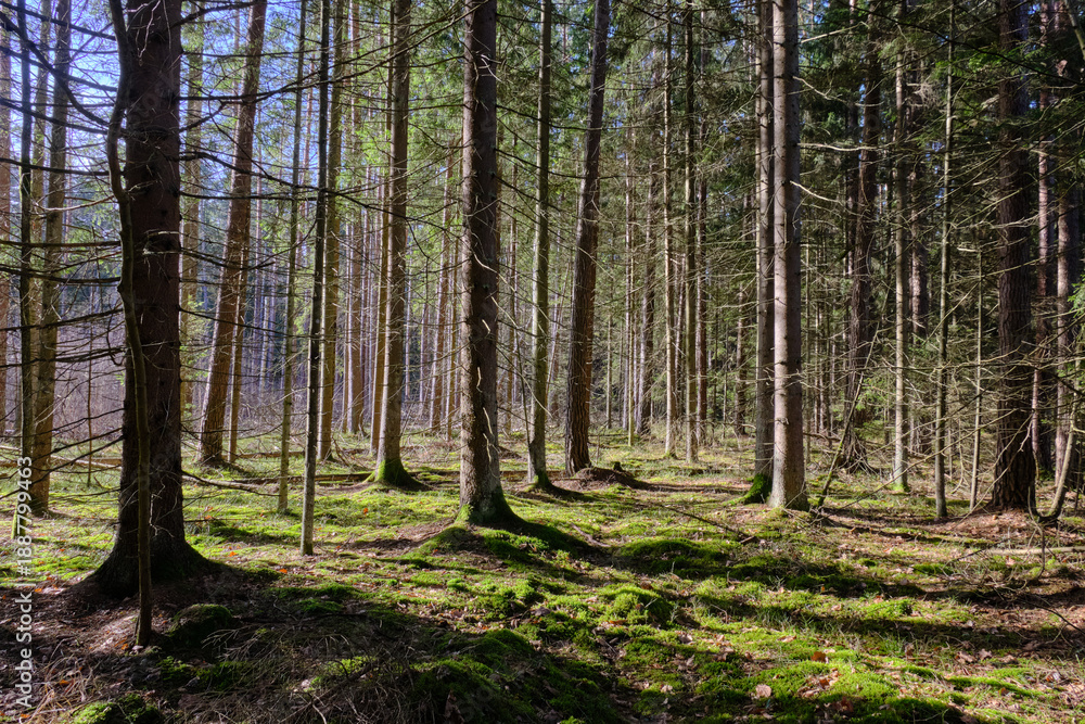 Obraz premium Coniferous forest in winter sun