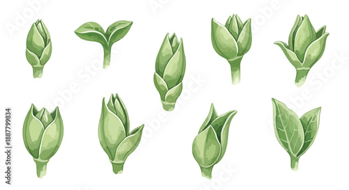 Hand Drawn Set of Green Plant Buds and Shoots Illustrations Isolated Graphic Resource