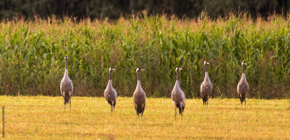Obraz premium Cranes(Grus grus) in summertime sunset light