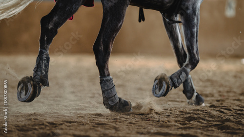 Horse running inside riding hall