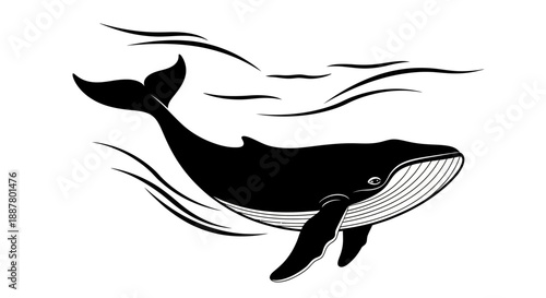Black whale swimming in the ocean.