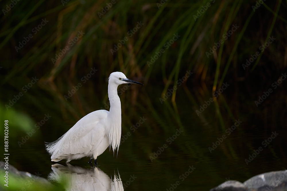 Fototapeta premium garza blanca (Ardea alba) en el estanque