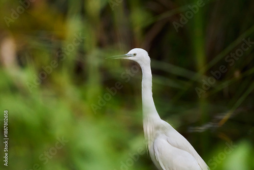 Konstfotografi garza blanca (Ardea alba) en el estanque