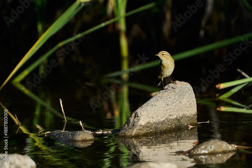 Mosquitero común (Phylloscopus collybita)