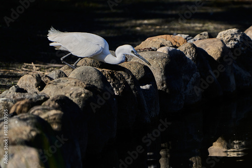 garza blanca (Ardea alba) en el estanque