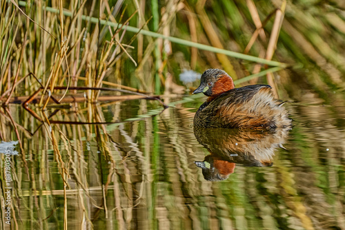 Billede på lærred Zampullín común (Tachybaptus ruficollis) nadando en el estanque