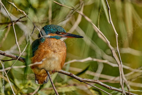 Martín pescador común (Alcedo atthis) en el posadero preparado para pescar 