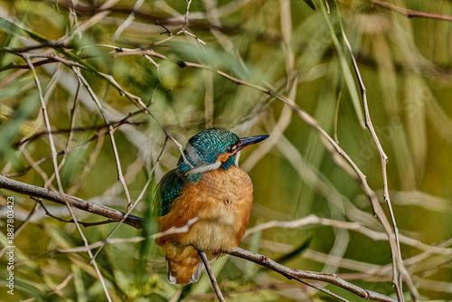 Martín pescador común (Alcedo atthis) en el posadero preparado para pescar 
