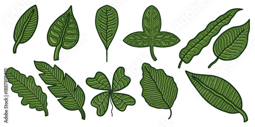 Set of hand drawn tropical green leaves with line art texture. Collection of various green leaves on a white background for nature and botanical designs vector illustration