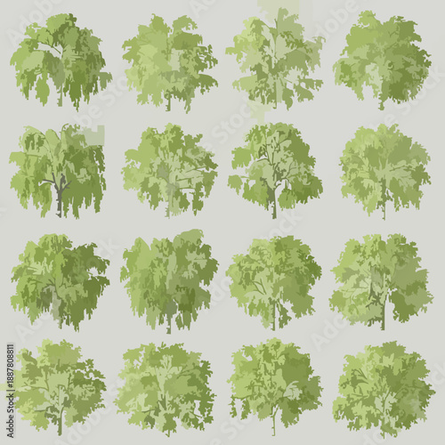 Top View Birch Tree Canopy Vector Set with Transparent Background