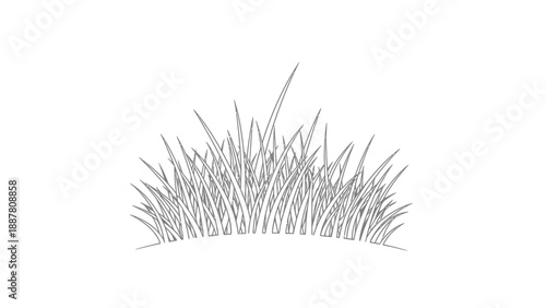 Detailed illustration of sharp thistles.