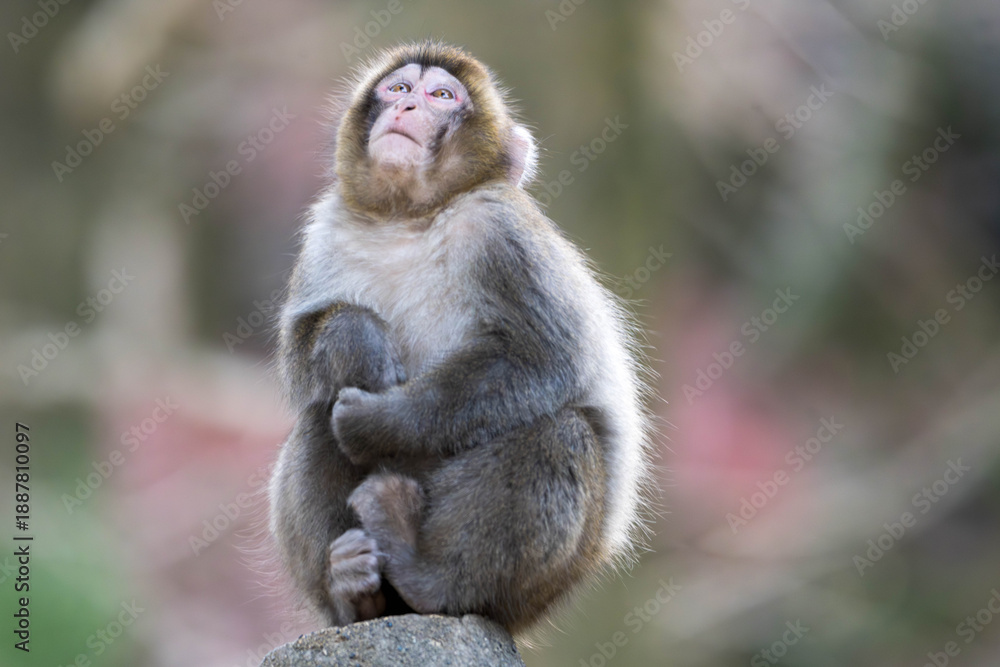 Fototapeta premium 黄昏れるニホンザル