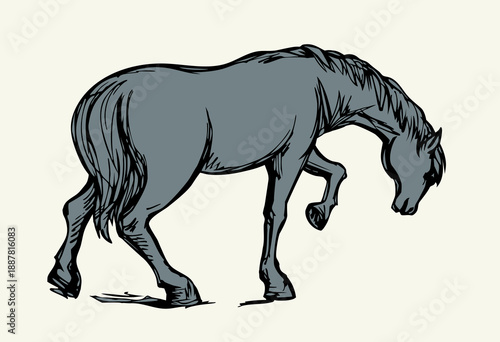 Vector drawing. The horse is walking on the lawn