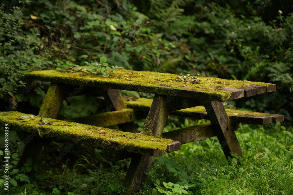 Fototapeta premium A weathered wooden picnic table sits unused in a forest setting, heavily overgrown with lush green moss. 